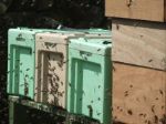 Overwintered Nuc Of British Bees 2015